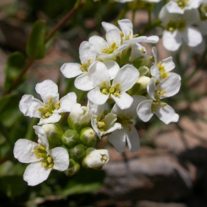 Bozeman Wildflowers