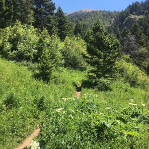 Middle Cottonwood Creek Trail